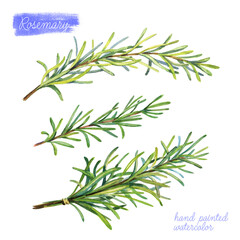 Rosemary  watercolor illustration .