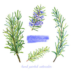 Rosemary twigs with flowers watercolor illustration .