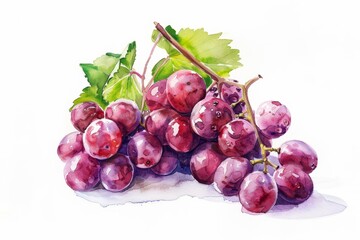 Photo of watercolor painting of a bunch of purple grapes with green leaves.