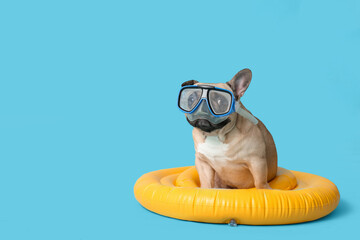 Cute French bulldog with diving mask and inflatable ring on blue background