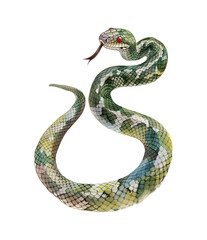 snake watercolor digital painting good quality