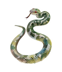 Fototapeta premium snake watercolor digital painting good quality