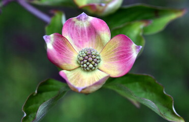Rosa Blumen-Hartriegel im Frühling