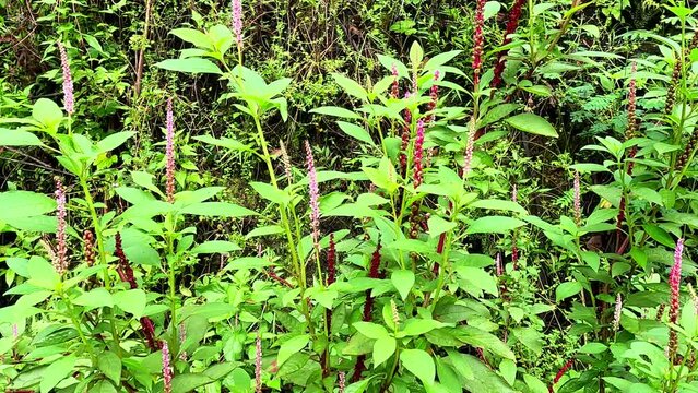 Phytolacca icosandra (button pokeweed, tropical pokeweed, twenty stamens, bayam hutan). It is used to treat unspecified medicinal disorders, as a poison and a medicine and for food.