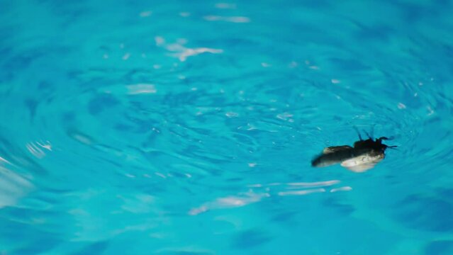 A small dying moth insect in a blue pool water at night. The water is calm and clear