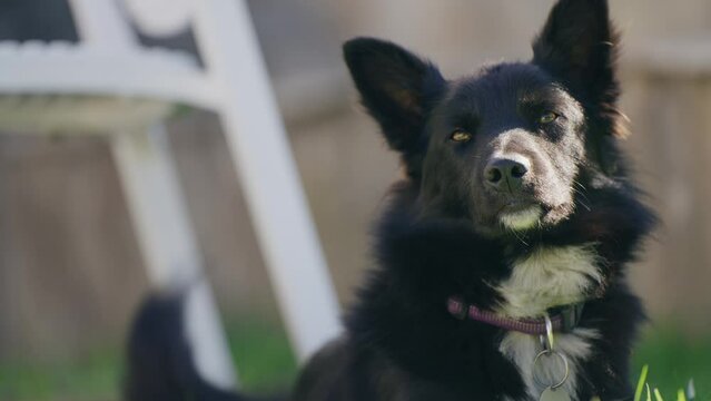 A black border coller british breed dog is sitting on the grass next to a white chair. The dog is looking at the camera with a curious expression