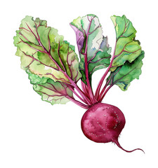 beet root watercolor digital painting good quality