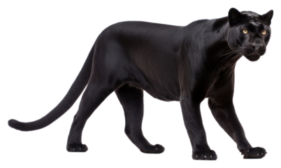 PNG Wildlife mammal animal carnivora.