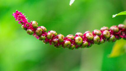 Phytolacca icosandra (button pokeweed, tropical pokeweed, twenty stamens, bayam hutan). It is used...