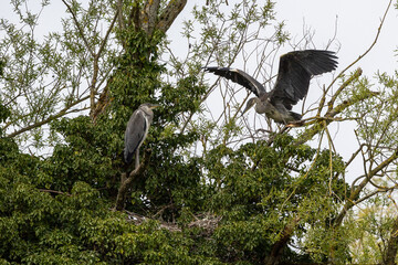 A pair of young herons on the nest. Spread wings.