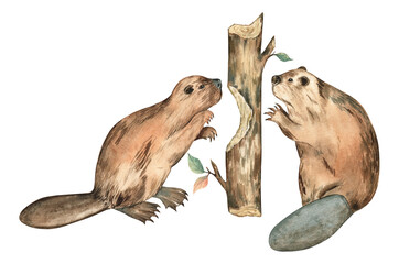 Watercolor illustration of two beavers and a log isolated on transparent. Cute and fluffy animals are biting the tree. For book illustrations, cards, stickers, for educational purposes 