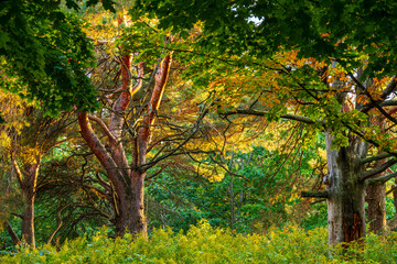 A Walk in High Park, Late of an Early Autumn Afternoon
