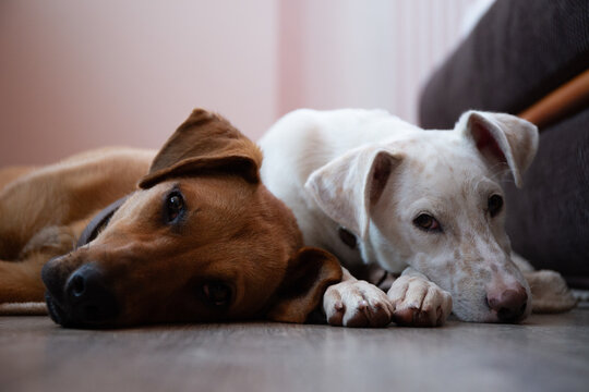 Dog friends