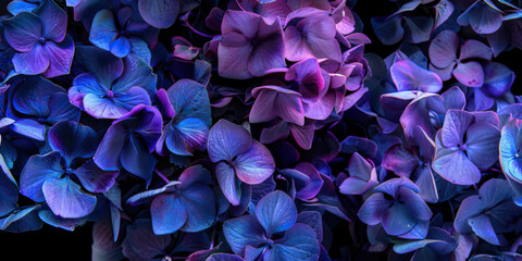 Bright blue and purple hydrangea flowers before dark background