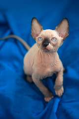Portrait of cute sphinx cat