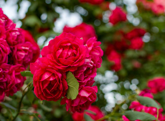 A bunch of red roses are in full bloom