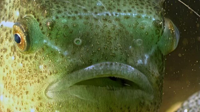 Close-up Lumpfish, or Cyclopterus lumpus, also known as lumpsucker, henfish. Close-up underwater Lumpfish, or sparrow fish Cyclopterus lumpus in White Sea.