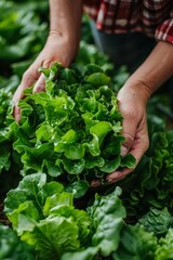 A person is actively picking fresh lettuce in a lush field, surrounded by leafy green plants. The individual is engaged in the task, carefully selecting and harvesting the ripe produce