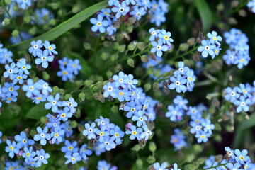 Viele Vergissmeinnicht in einem Beet