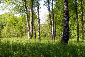 Peaceful woodland landscape with scenic lush green birch trees on the edge of verdant grove at sunny spring day. With no people beautiful desolate springtime scenery natural background.