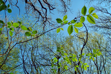 Look up at fresh green elm tree leaves and branches against clear blue sky background at sunny spring day. With no people beautiful springtime season natural scenery.