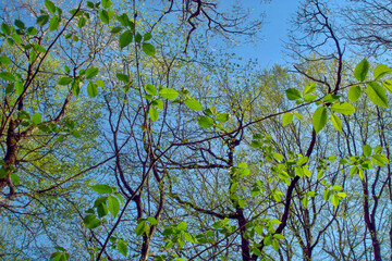 Low angle view of fresh green elm tree foliage and branches against clear blue sky background at sunny spring day. With no people beautiful springtime season natural scenery.