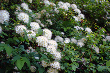 Close-up shot of white flowers among green leaves on lush blooming ornamental shrub of Spirea, Spiraea Vanhouttei in spring garden. With no people beautiful springtime season natural background.