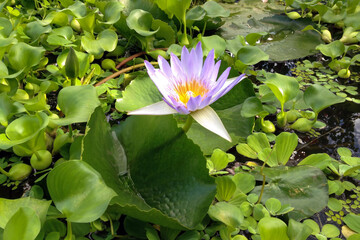 Close-up shot of light violet Water lily flower among lush green leaves on water surface in botanical garden decorative pond. With no people beautiful springtime season natural background.