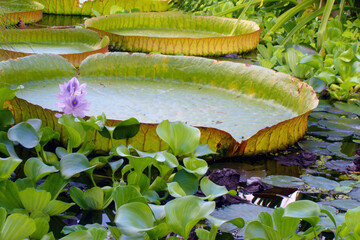 Closeup of large flat green leaves of Water lily or other exotic tropical aquatic plants on water surface in botanical garden pond. With no people beautiful springtime season natural background.
