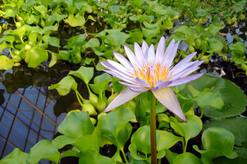 Close up shot of light violet Water lily flower among lush green leaves on water surface in botanical garden pond. With no people beautiful exotic springtime season natural background.