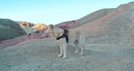 dog posing on the hill of colors Argentina
