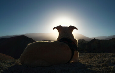 dog posing on the hill of colors Argentina with sun in front
