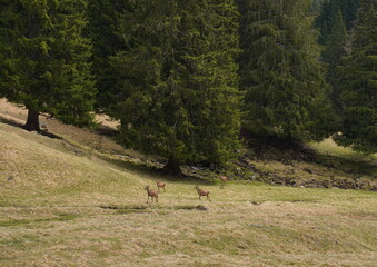 The deer at the Paneveggio park. The deer nature reserve in Paneveggio. Predazzo, Val di Fiemme, South Tyrol, Trentino Alto Adige, Italy.