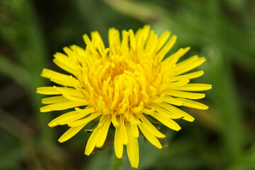 Yellow dandelion flower in green grass outdoors, closeup