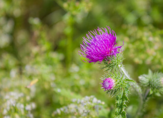 Pink Blessed milk thistle flower, close up with copy space. Silybum marianum herbal remedy, Saint Mary's Thistle, Marian Scotch thistle, Mary Thistle, Cardus marianus bloom.