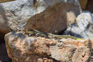 Lizard basking in the sun on a rock