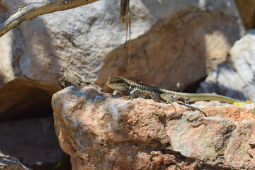 Lizard basking in the sun on a rock