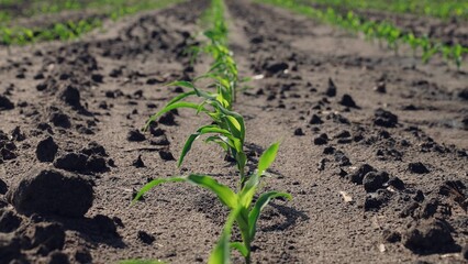 Corn sprouts grow in field. Farm agricultural business beds with rows of green sprouts germs of plants sprouting over damp plowed ground. High-quality healthy harvest crop, corn cultivation growth.
