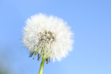 Naklejka premium Dandelion flower against blurred blue sky background, closeup