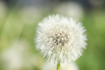 Blooming white dandelion flower in green grass outdoors, closeup
