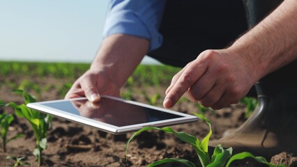 Businessman digital agricultural farmer with tablet. Man holds tablet checking information on internet touching corn leaves caring for plant health. Farmer engaged in agriculture agrarian business.