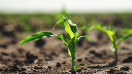 Corn sprouts grow in field. Close up, green fresh corn leaves illuminated by sun fluttering in wind. Corn crops in agricultural field, farm business. Cultivation growth of corn plants in farm field.