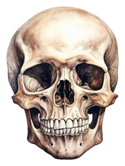 Fototapeta premium PNG White background anthropology anatomy spooky.