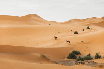 Two camel walking in Sahara desert, Morocco. Sand dunes on background. African animals.