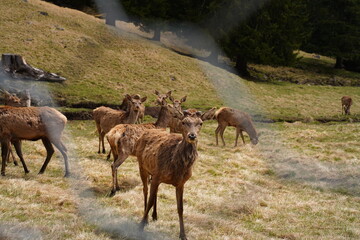 Naklejka na ściany i meble The deer at the Paneveggio park. The deer nature reserve in Paneveggio. Predazzo, Val di Fiemme, South Tyrol, Trentino Alto Adige, Italy.