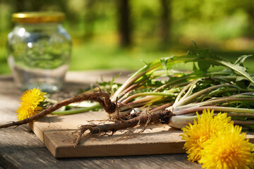Fresh whole dandelion plants with roots and flowers outdoors in nature.