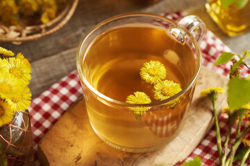 Herbal tea in a glass cup with fresh coltsfoot flowers