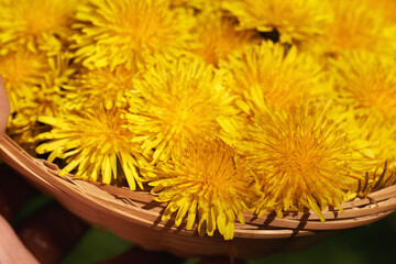 Close up of dandelion flowers in a wicker basket