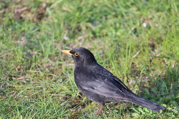 Sweden. The common blackbird is a species of true thrush. It is also called the Eurasian blackbird or simply the blackbird where this does not lead to confusion with a similar-looking local species.