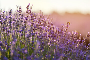 Blossoming lavender field. Purple lavender flowers with selective focus. Aromatherapy. Concept of...